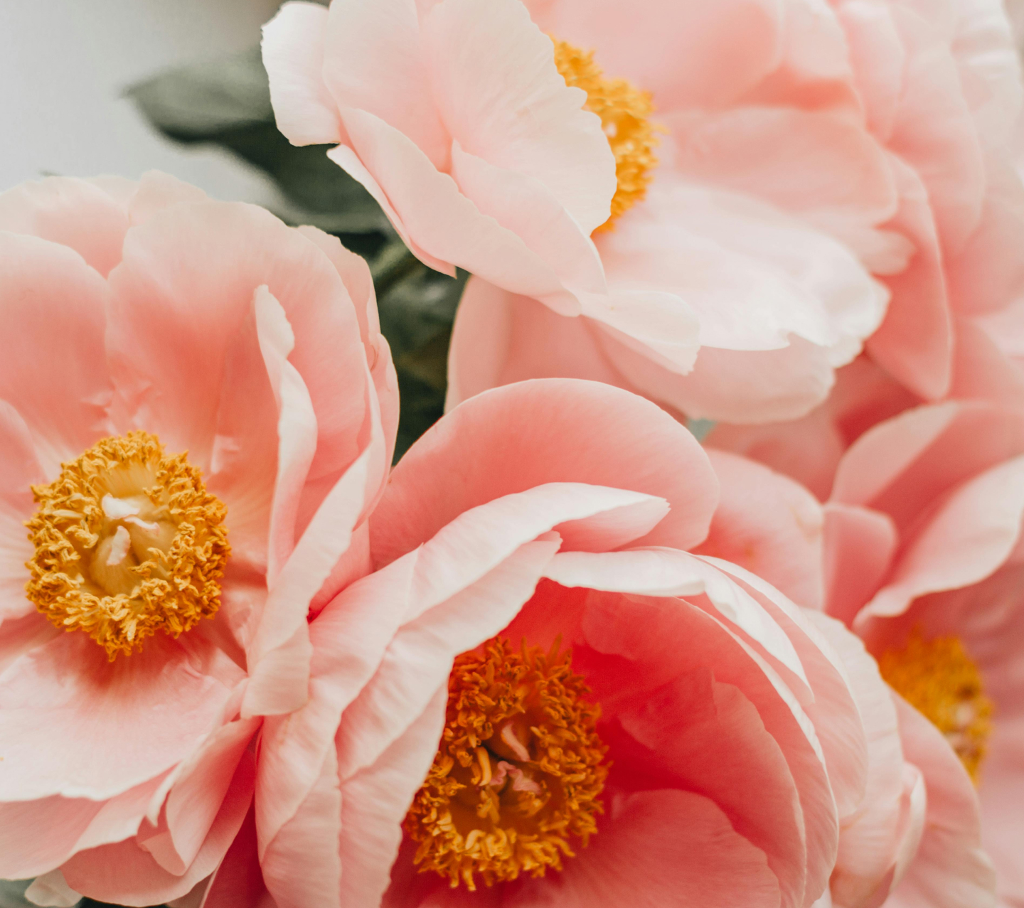 女性ご成人記念フォト